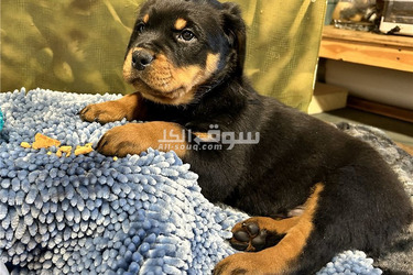 Rottweiler Puppies Available for sale - 1
