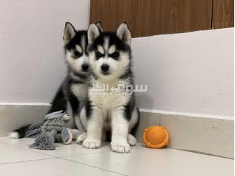 Siberian husky puppies available for Sale - 1