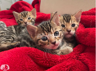 Bengal Kittens for sale - 1