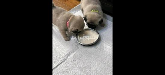 Pog puppies for free adoption - 2