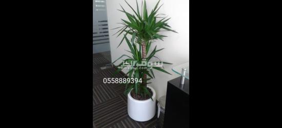 Office indoor natural plants and pots - 2