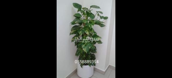 Office indoor natural plants and pots - 3