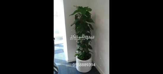 Office indoor natural plants and pots - 4