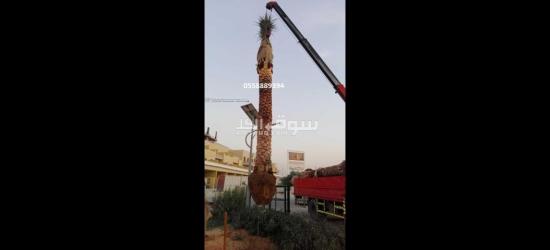 Date Palm delivery and planting