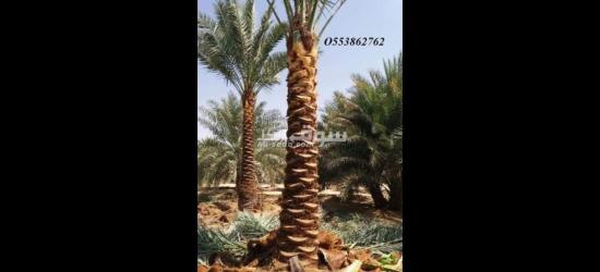 Date Palm delivery and planting - 2