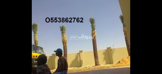 Date Palm delivery and planting - 3