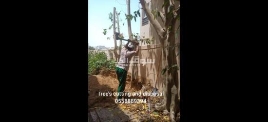 Tree cutting and disposal - 2