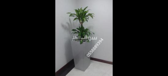 OFFICE INDOOR PLANTS AND POTS - 2