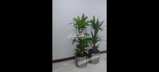 OFFICE INDOOR PLANTS AND POTS - 3