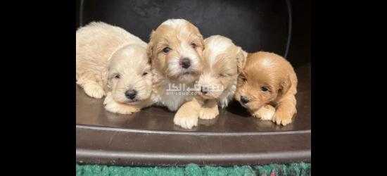 Amazing males and females Maltipoo puppies for sale