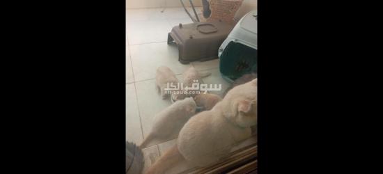 سكوشفولد 33يوم - 2