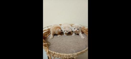 سكوشفولد 33يوم - 4
