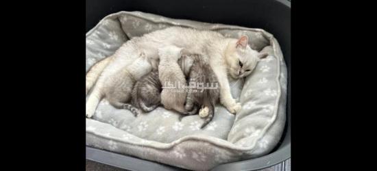 Blue Golden British Shorthair Girl Ready Now