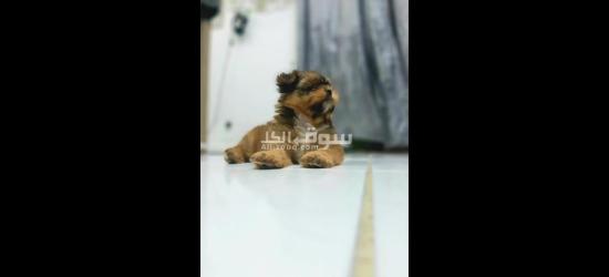 Shihtzu tri color rare puppy for sale