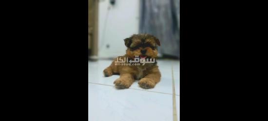 Shihtzu tri color rare puppy for sale - 2