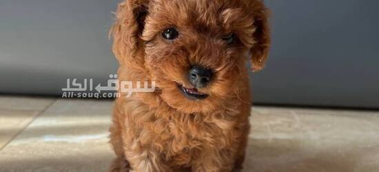 Maltipoo toy poodles available, both male and female