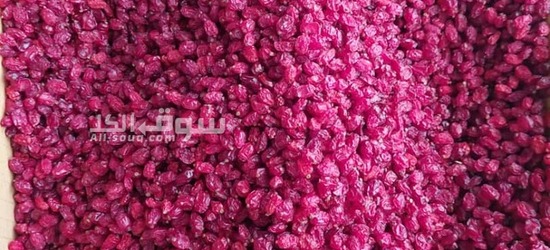 برباريس إيراني درجة أولى - 2