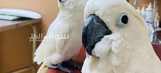 Cockatoo parrots available