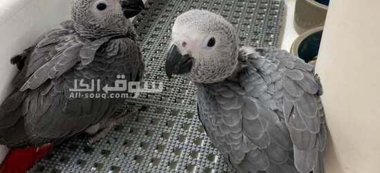 African Grey parrot