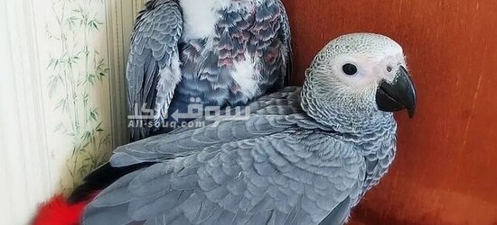 African Grey parrot - 2