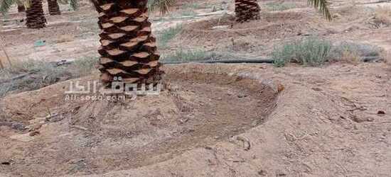 نخيل عربي بجميع انواعه - 2