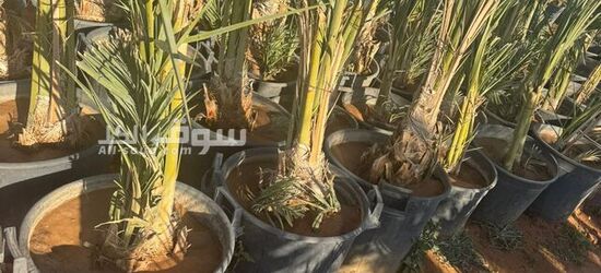 نخيل عربي بجميع انواعه - 4