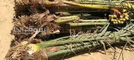 نخيل عربي بجميع انواعه - 5