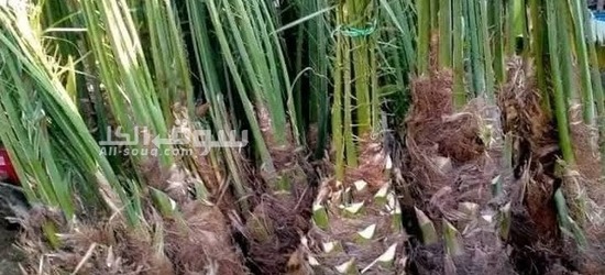 نخيل عربي بجميع انواعه - 6