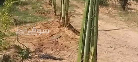 نخيل عربي بجميع انواعه - 7