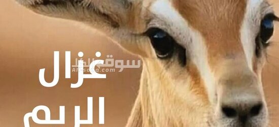 غزال الريم العربي - 2