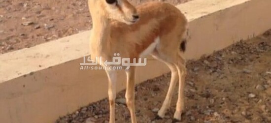 غزال الريم العربي - 3