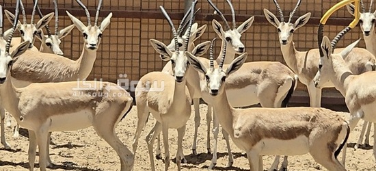 غزال الريم العربي - 4