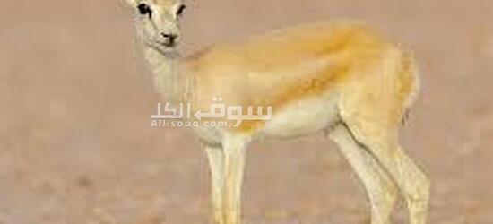 غزال الريم العربي - 5