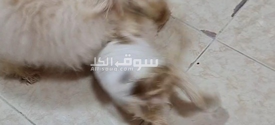 زوج كلاب مالتيز ألفين للبيع صفار عندهم جواز سفر وكل القحات - 2