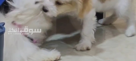 زوج كلاب مالتيز ألفين للبيع صفار عندهم جواز سفر وكل القحات - 3