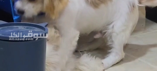 زوج كلاب مالتيز ألفين للبيع صفار عندهم جواز سفر وكل القحات - 4