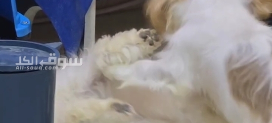 زوج كلاب مالتيز ألفين للبيع صفار عندهم جواز سفر وكل القحات - 5