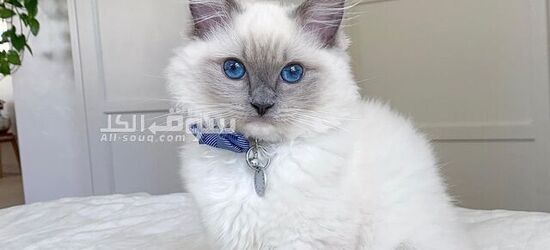 Ragdoll Kitten for Adoption - 2