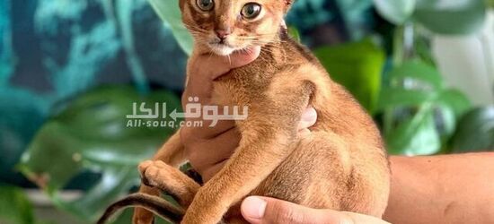 Abyssinian Cat - 2