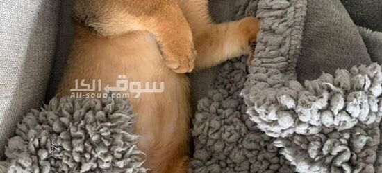 Abyssinian Cat - 3