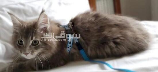 Beautiful Maine Coon kitten vaccinated and dewormed - 2