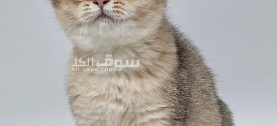 kittens for sale