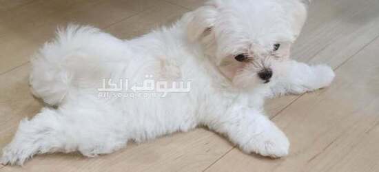 Adorable Maltese Puppy Ready for Adoption! - 3