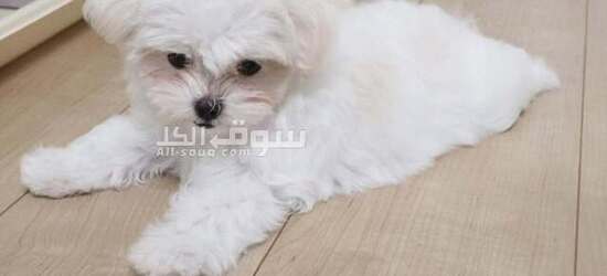Adorable Maltese Puppy Ready for Adoption! - 4