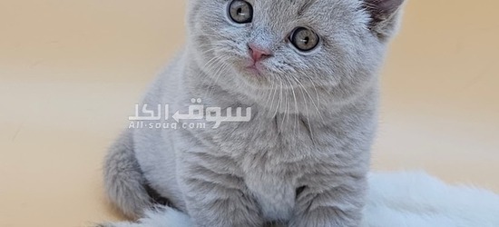 British Shorthair for sale - 2