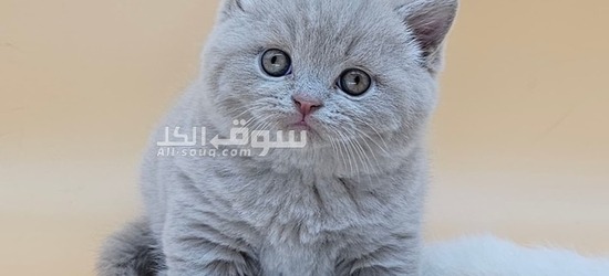 British Shorthair for sale - 4