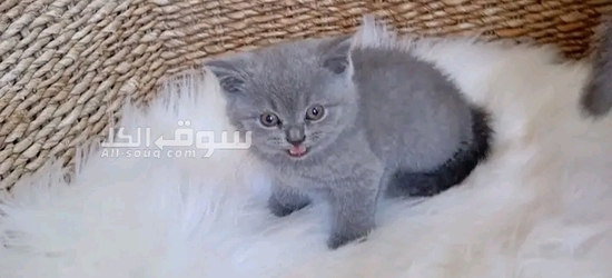 British Shorthair for sale - 5