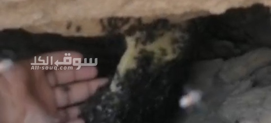 العسل ابوطويق جبلي مال برم سمر مقصوص2025 شهر 7 من جبال سلطنه عمان ولايه عبري - 2