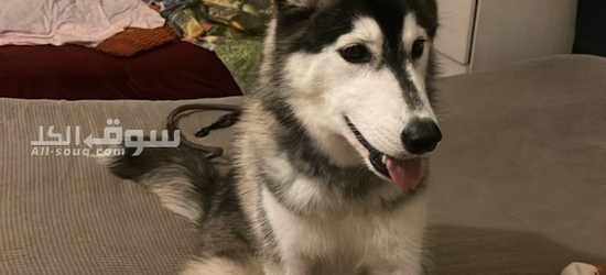 كلب هاسكي للبيع