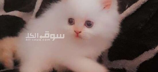 قطط هملايا سكوتش فولد وراغدوال العمر 45 يوم متعودين على اللتر بوكس واكل الويت فود